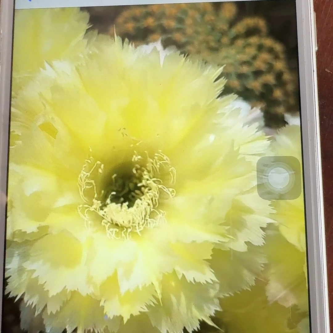 梨花落侧芽4公分彩草