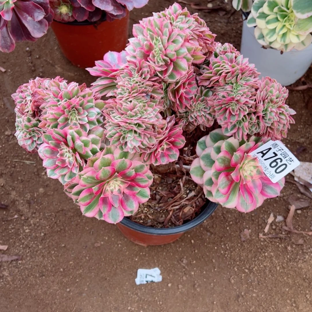 760倾城缀化尺寸25左右