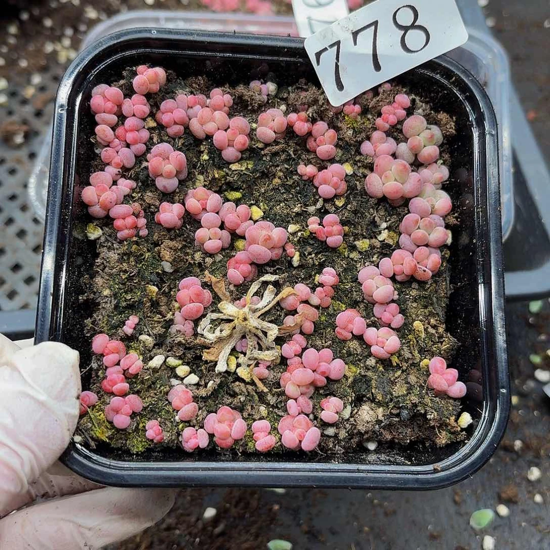 多肉植物多肉植物778