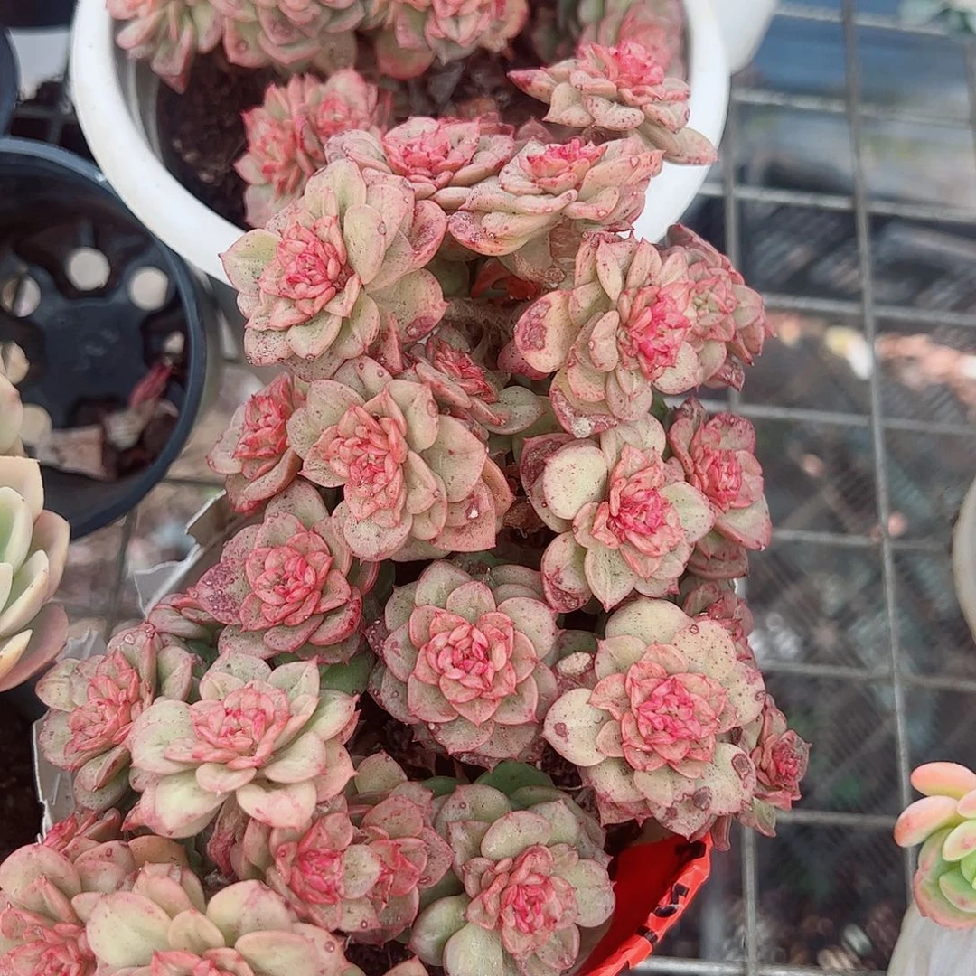 黄金蜡牡丹多头群生精品特价