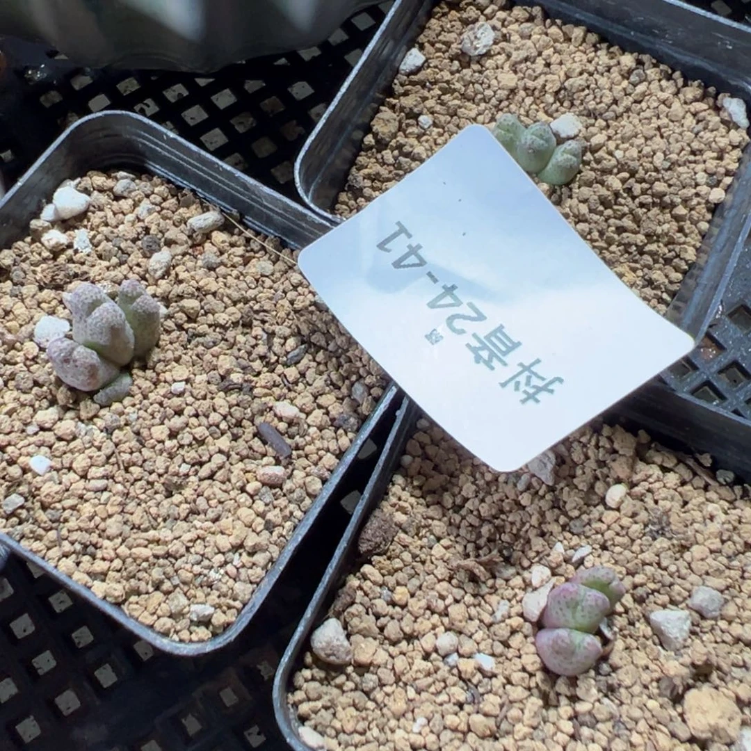 24-41量拍园艺955d斑马一颗
