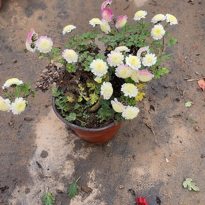 悠***院35花花菊花菊花菊花菊花