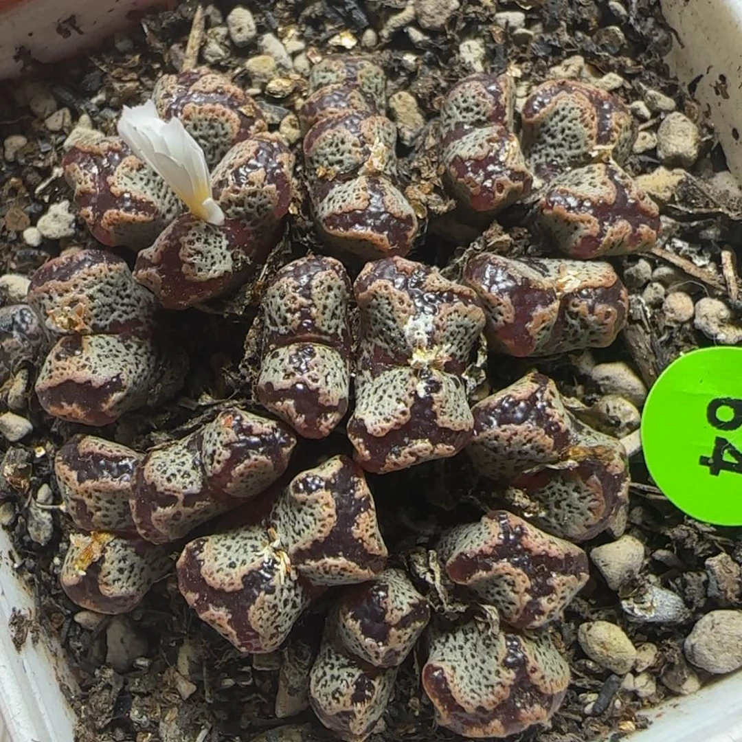 16头漂亮多肉植物64