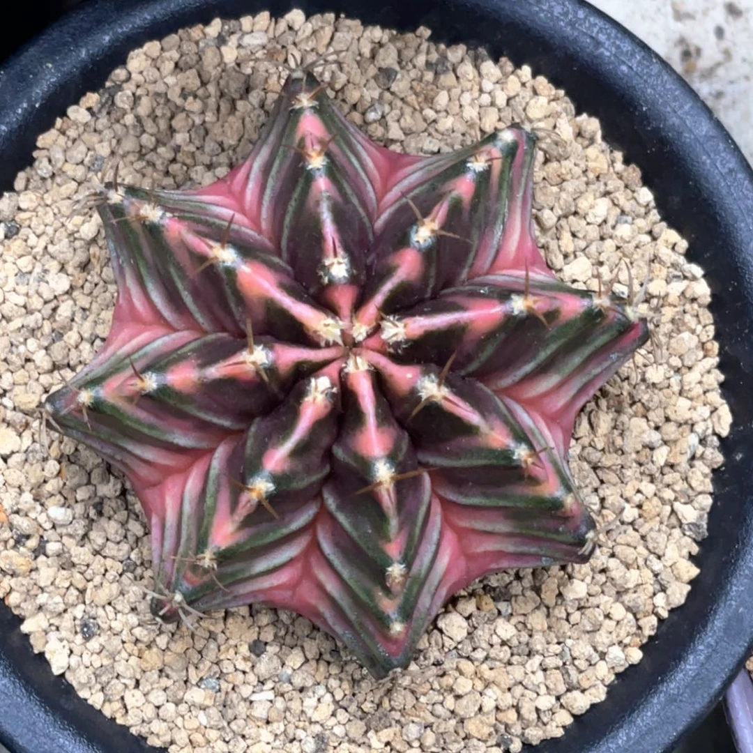 当前无花朵，栽培后可花朵橘粉臀虎斑背