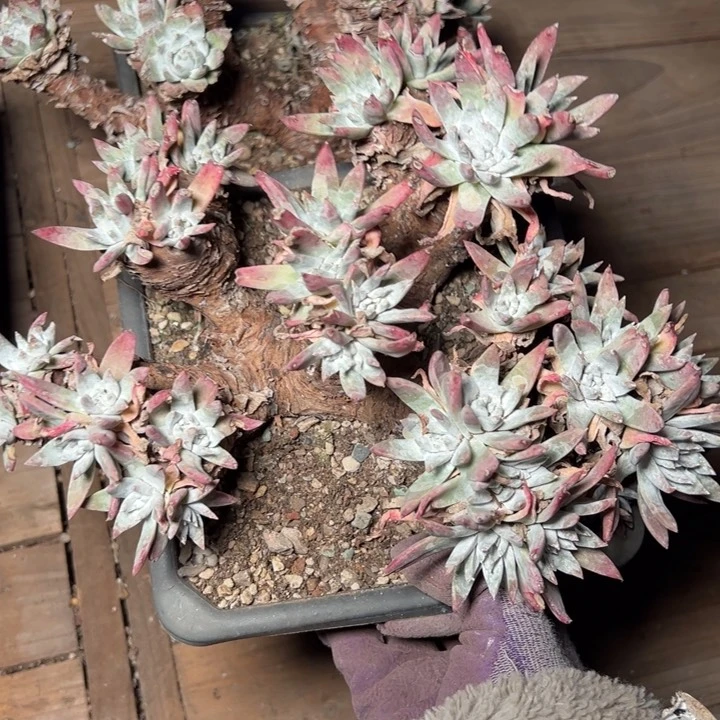 1600哈哈哈哈哈哈哈