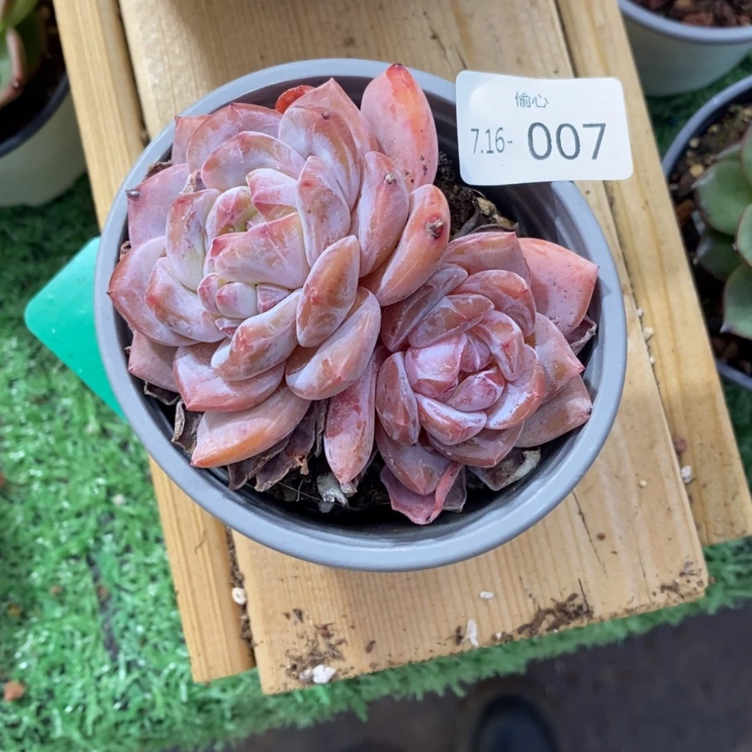 星*⭐716007双头石榴籽双头多肉多肉