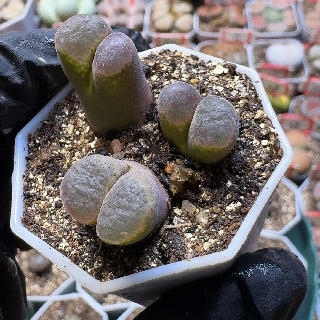 陪***雪生石花2:：：。  36号