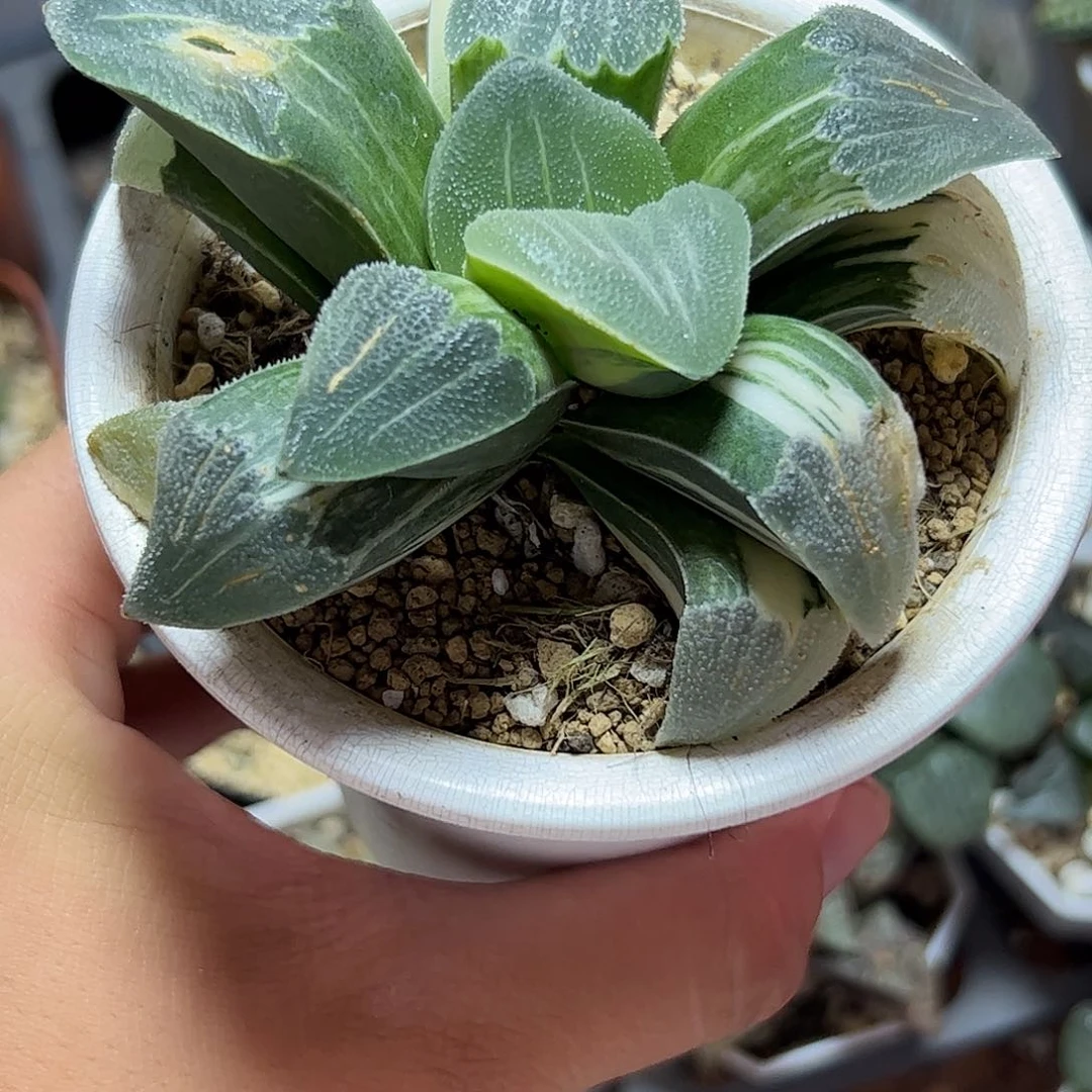 磨面母本锦十二卷多肉植物