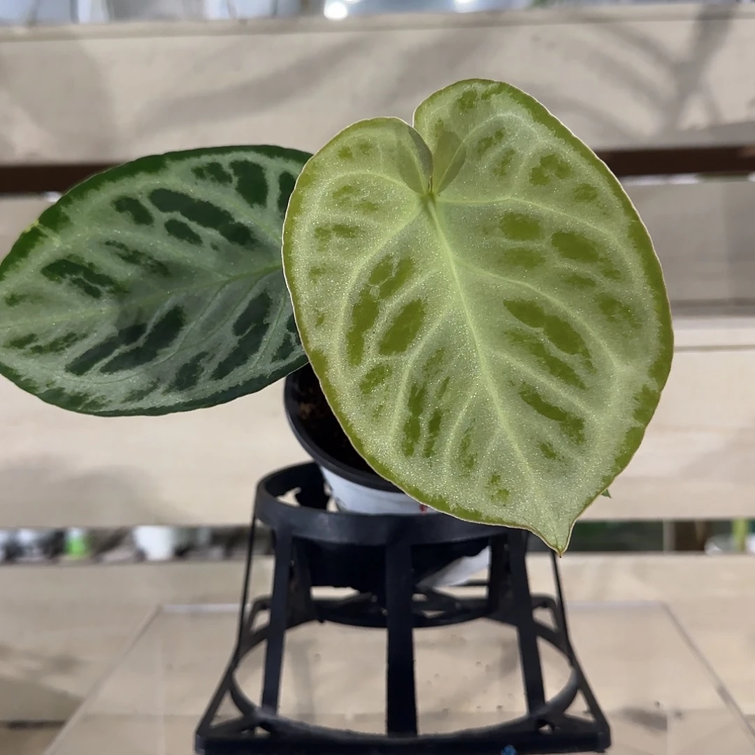 无花朵铜锣烧花烛