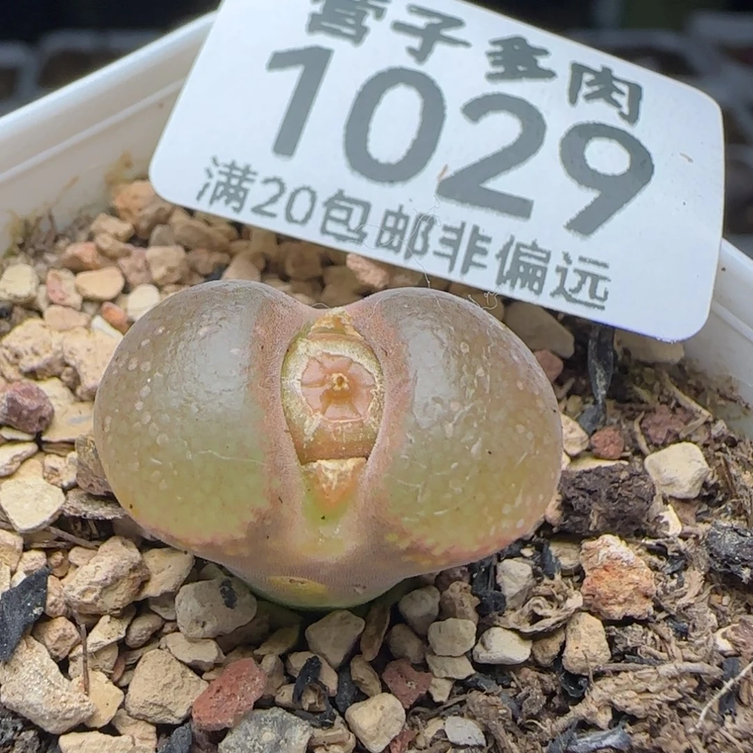 产地c10带盆土。