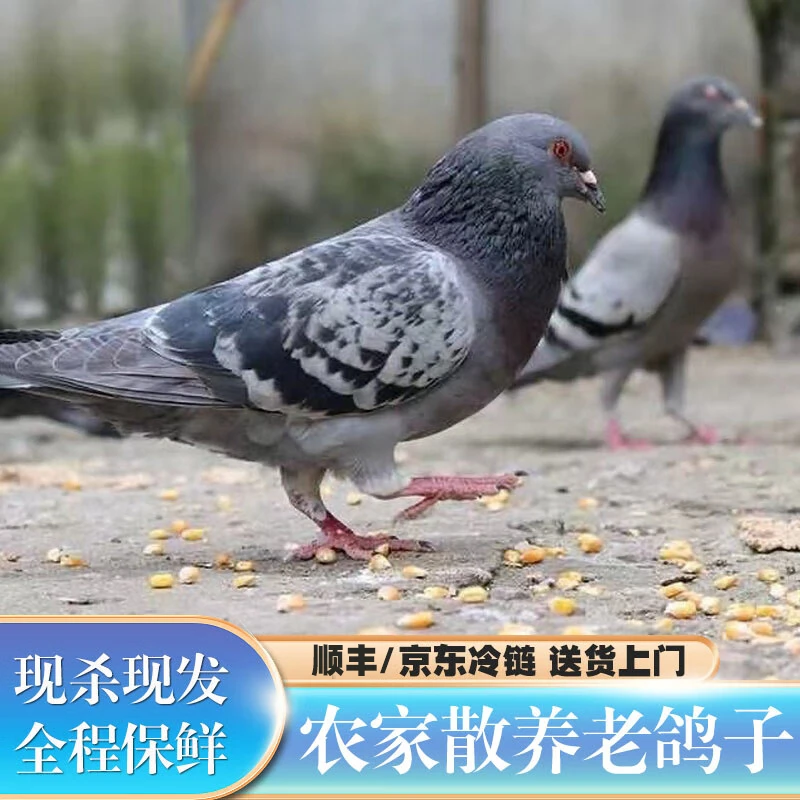 【三年老鸽】拍一发三老鸽新鲜现杀纯粮喂养京东顺丰包邮坏单包赔