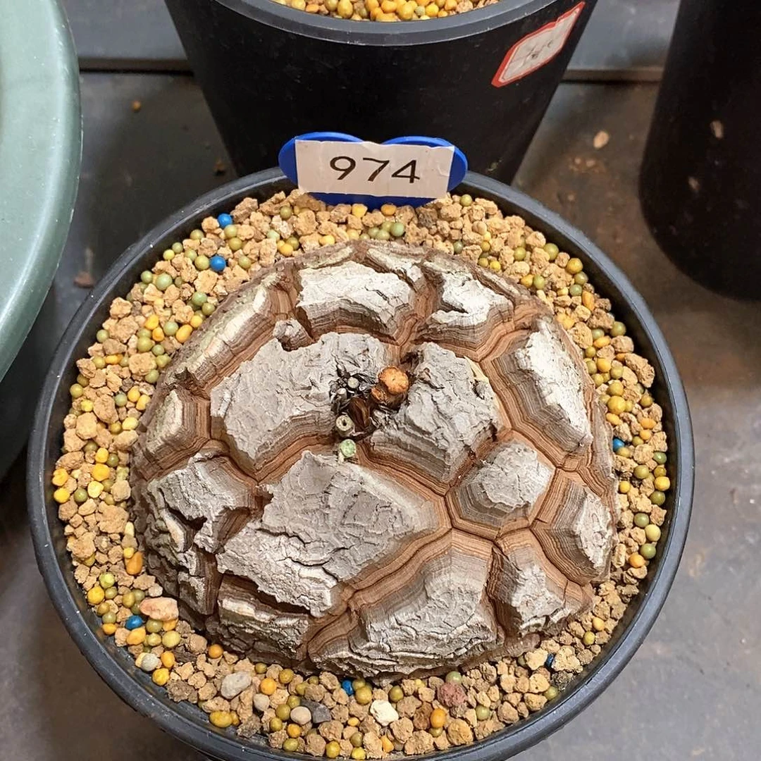 南非龟甲龙龟甲龙