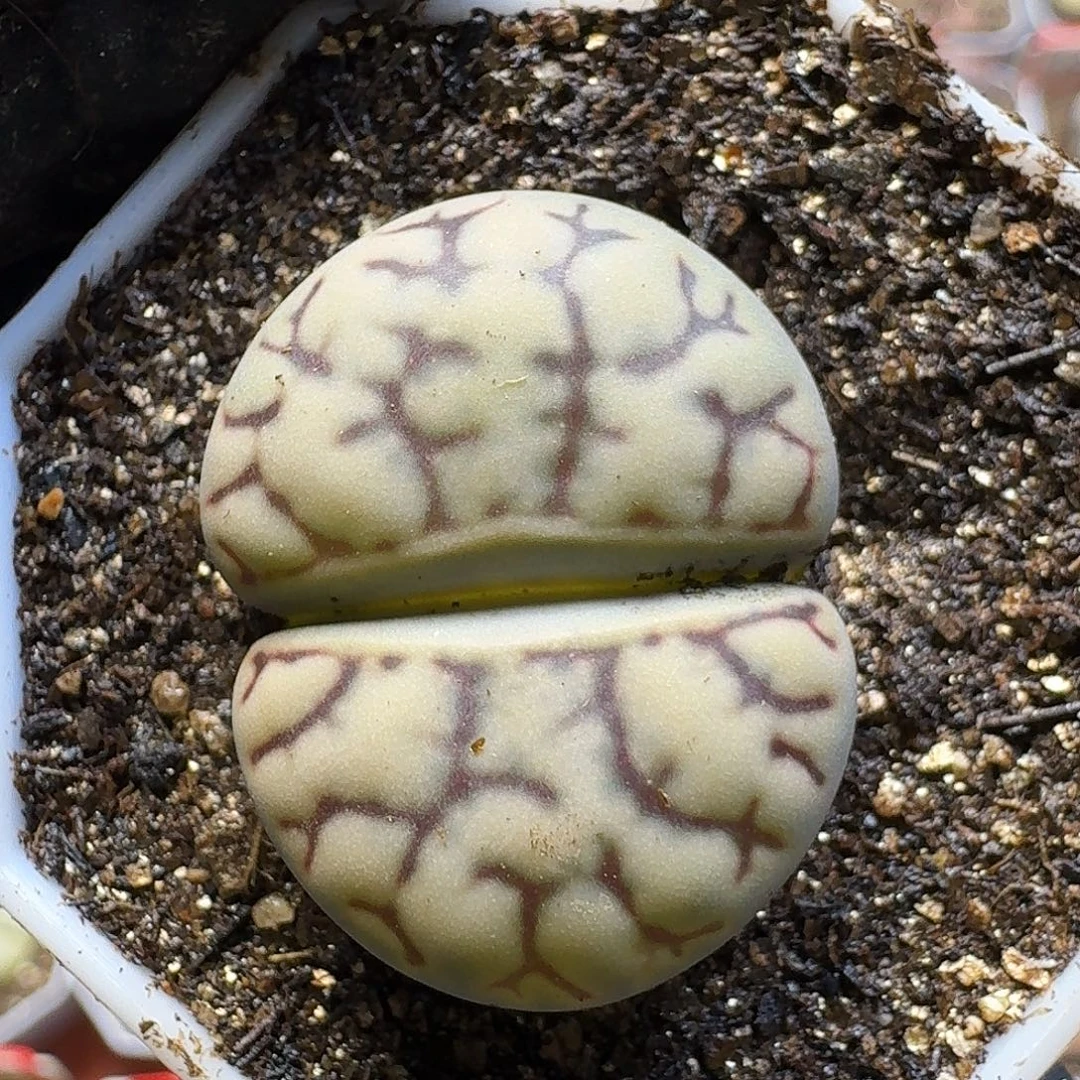 生石花22///。  117