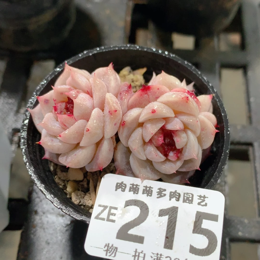 肉萌萌拇指盆精控多肉ZE215