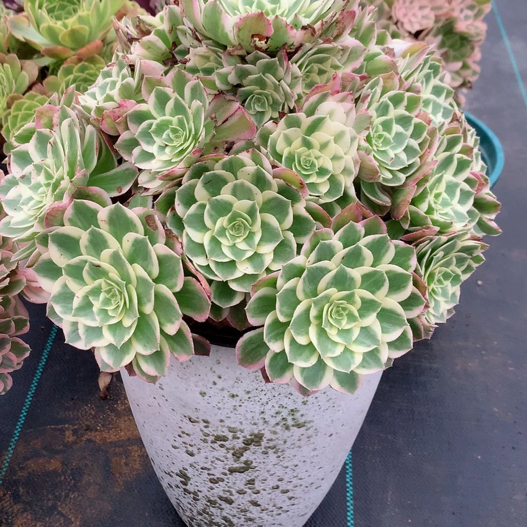 窈***屹完全开放法师图片植物多肉