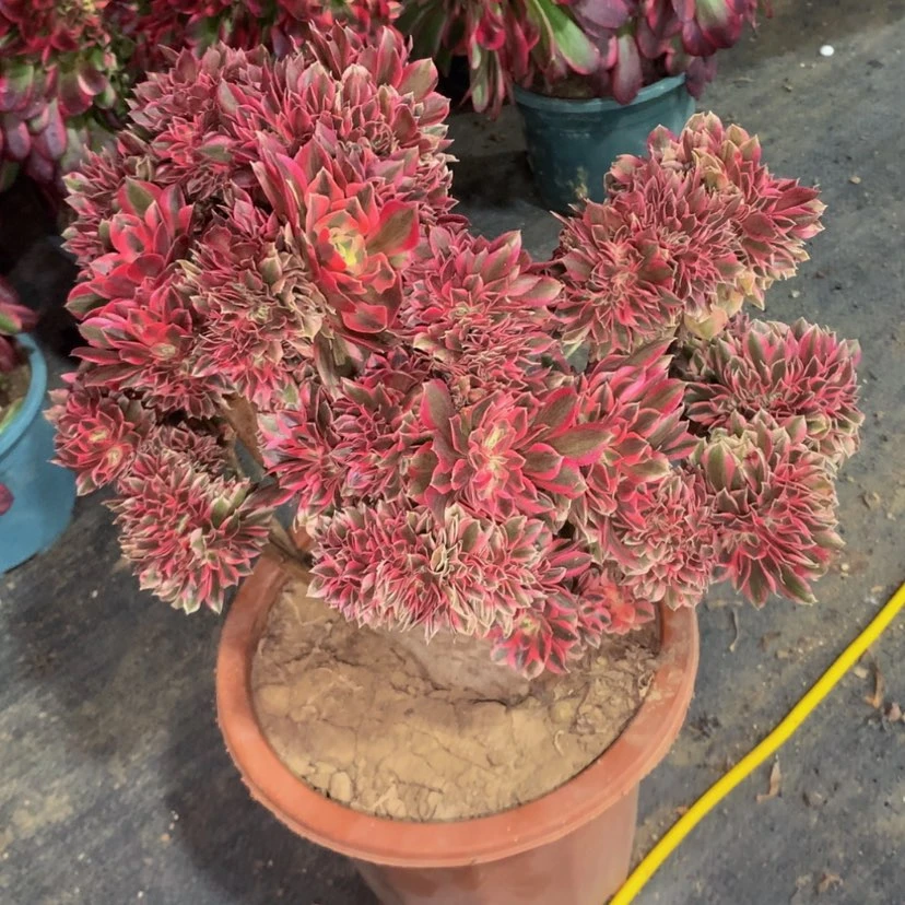 【闪购商品】粉女778号默认瑕疵