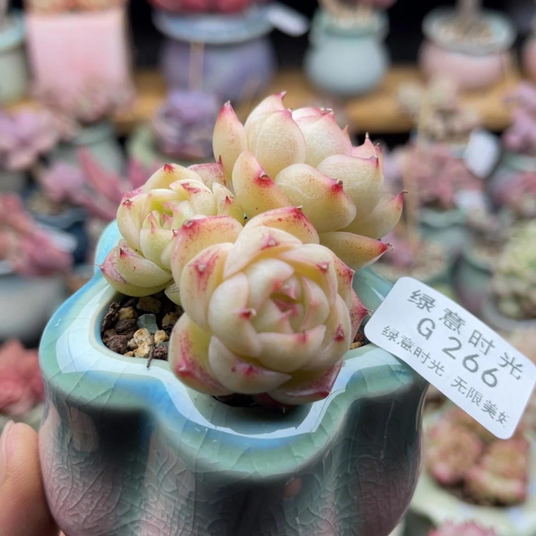 266 珍妮 带盆土发货 满28包邮