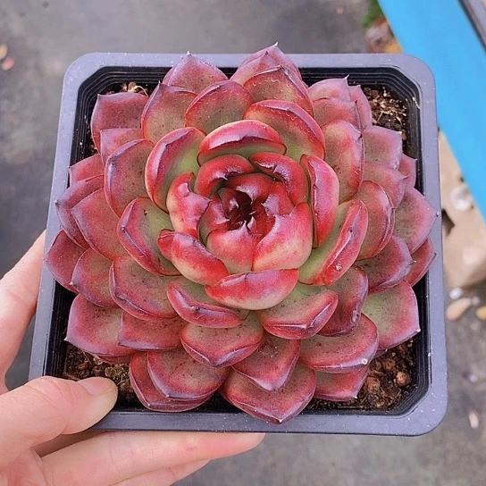 633多肉植物老桩