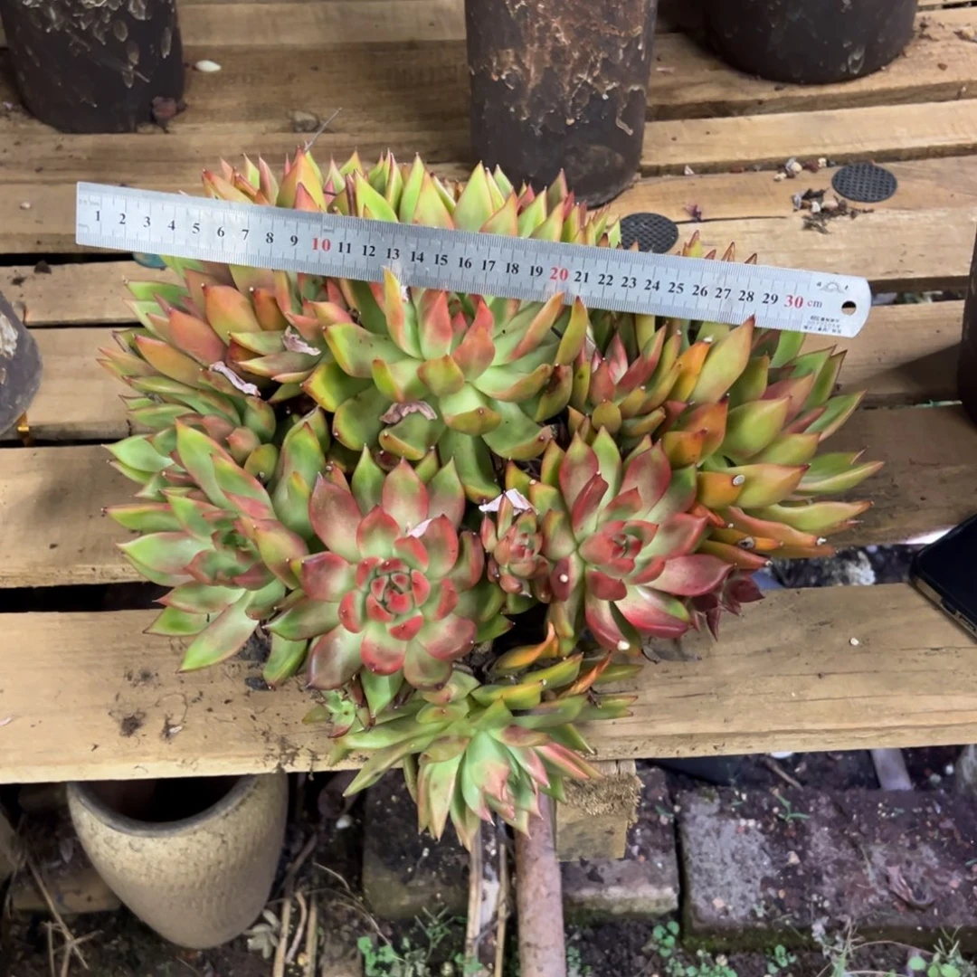 露养老桩脱土裸根弗兰克