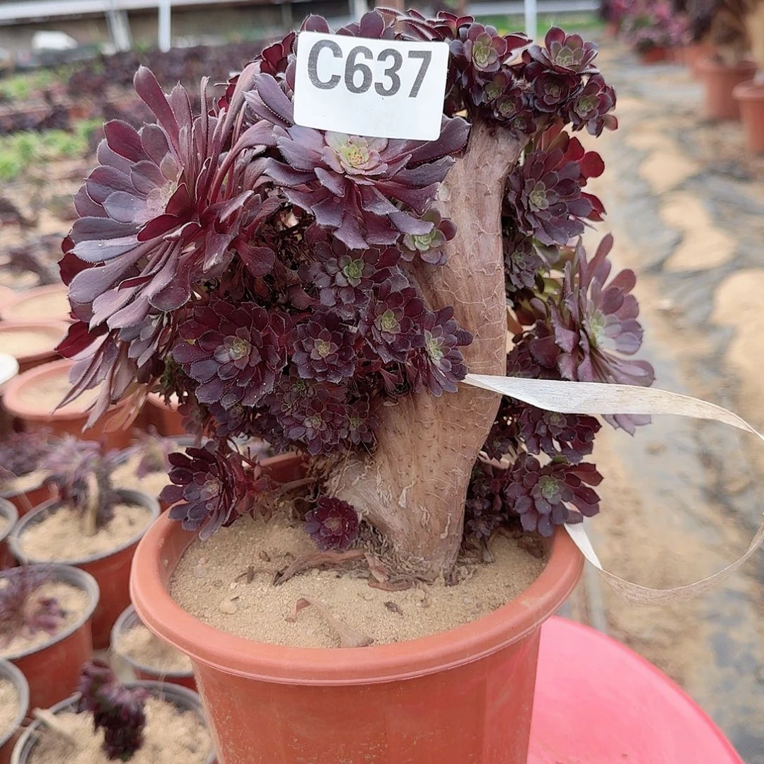 637铜壶砍头朵朵有伤一颗