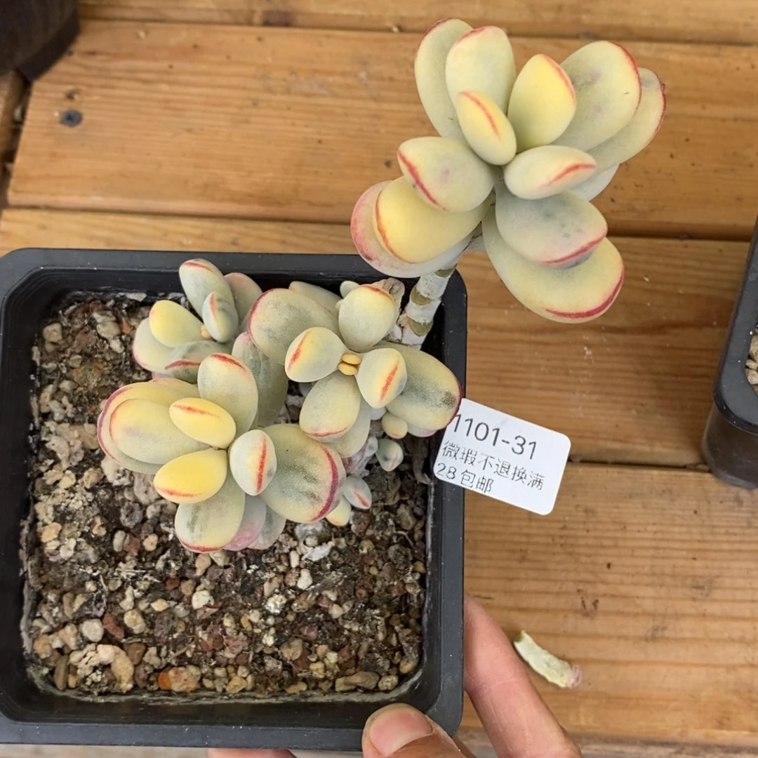 31号多肉群小可爱