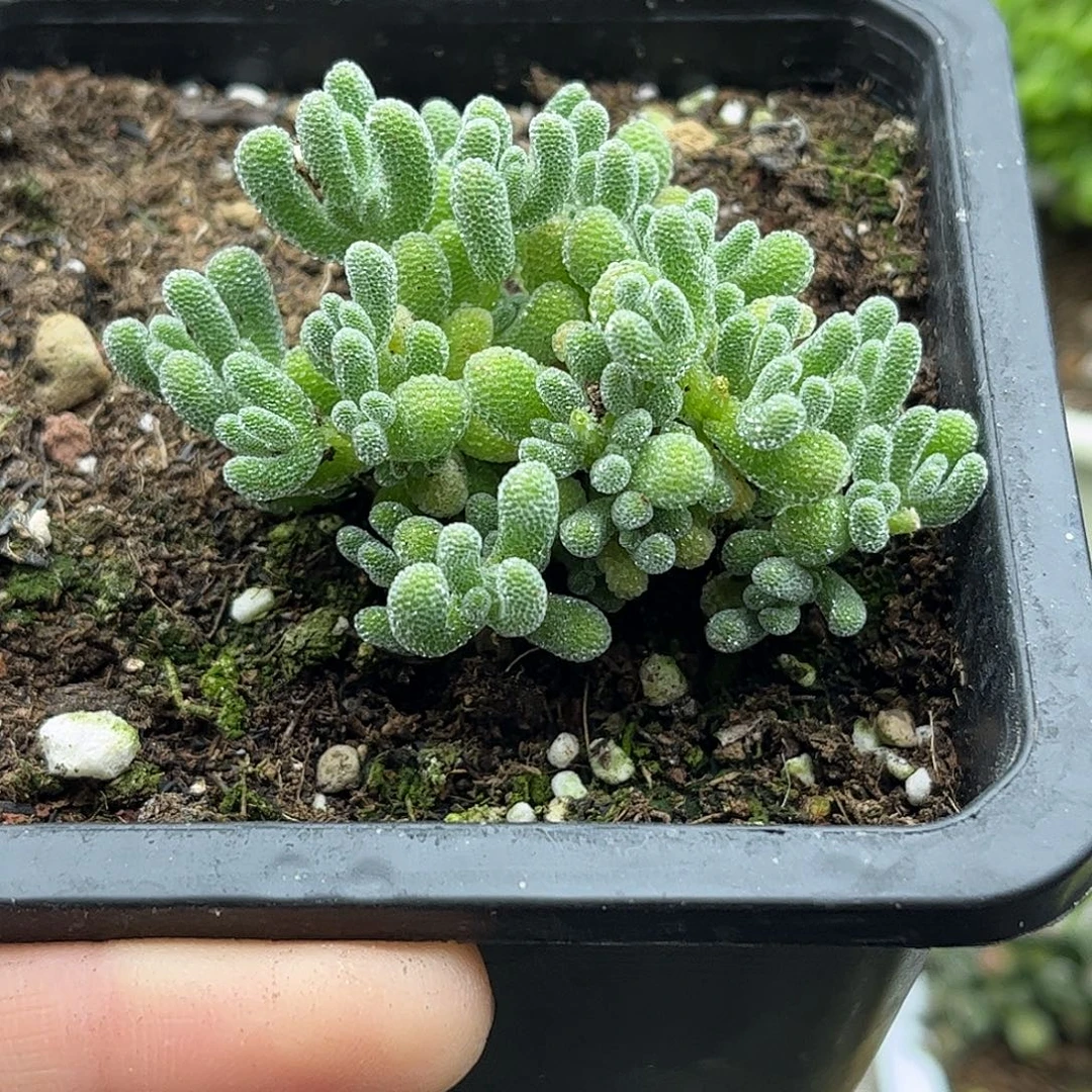 20实生冰晶优选枝干番杏