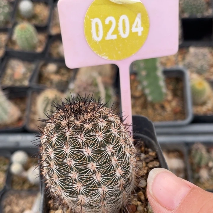 葉***梓实生虾0204000000