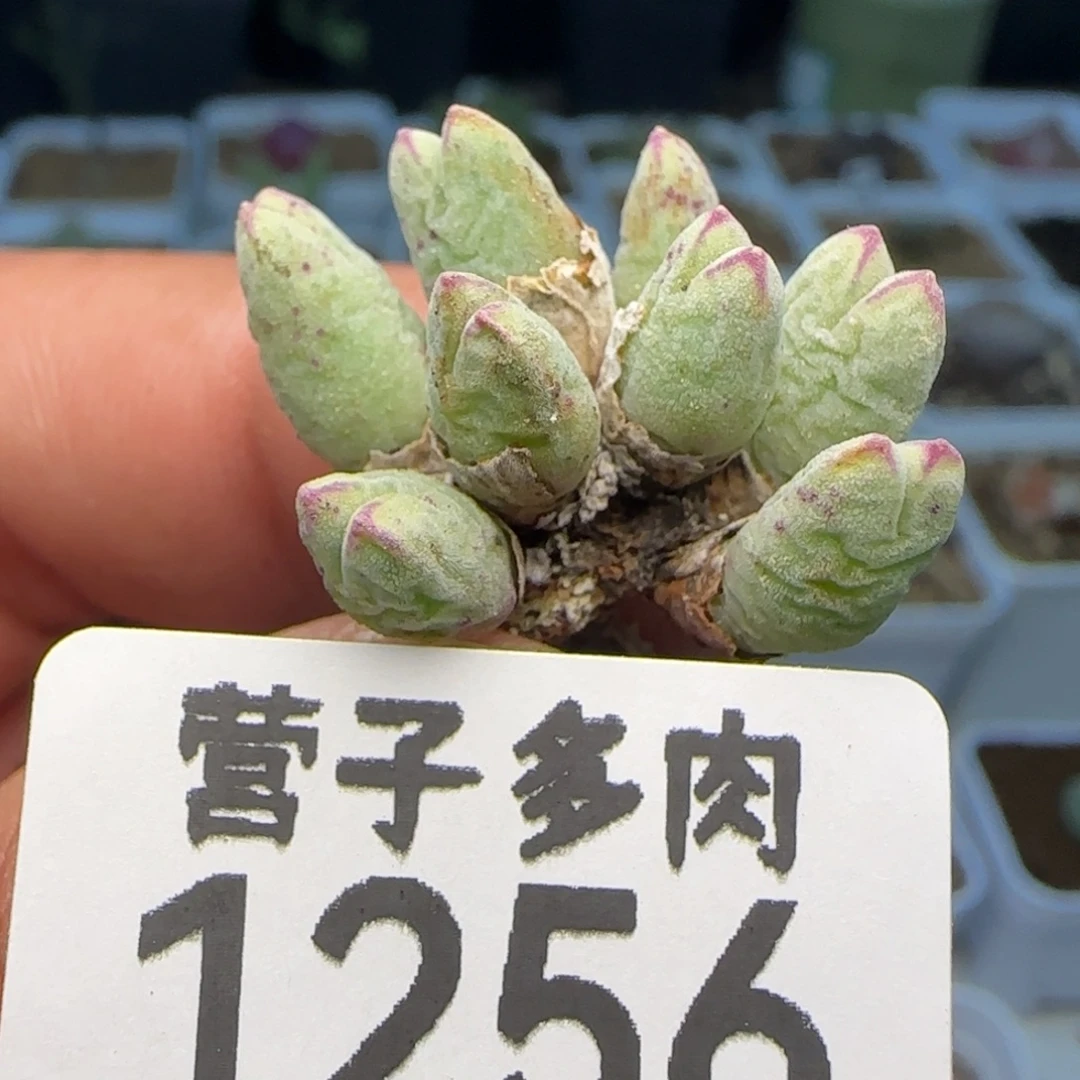 猪蹄985。    8头。