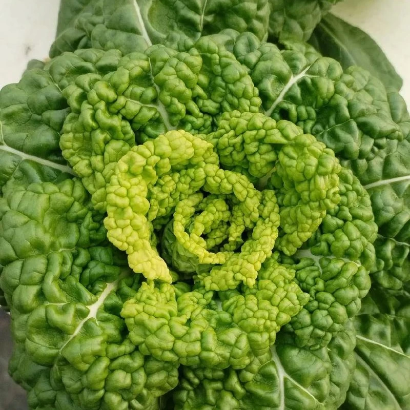 安徽省霍邱县县黄心菜5个包运费