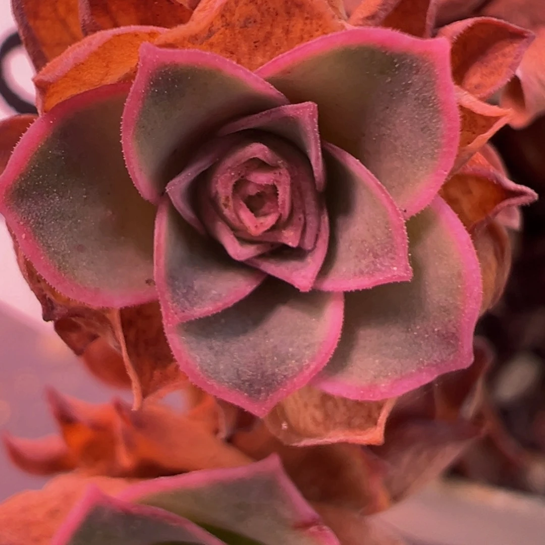 可***?陈陈919虎黄帝纪侧芽