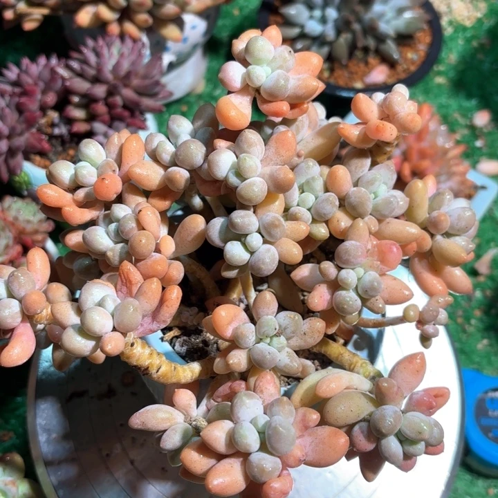 粉色恋人老桩多肉一颗