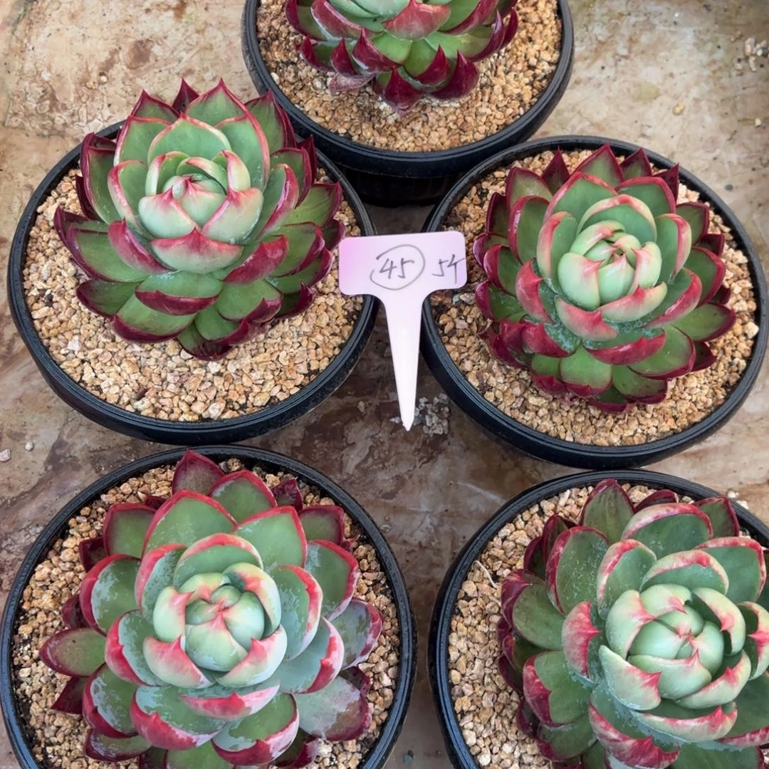 惊鸿仙子好看好看45号