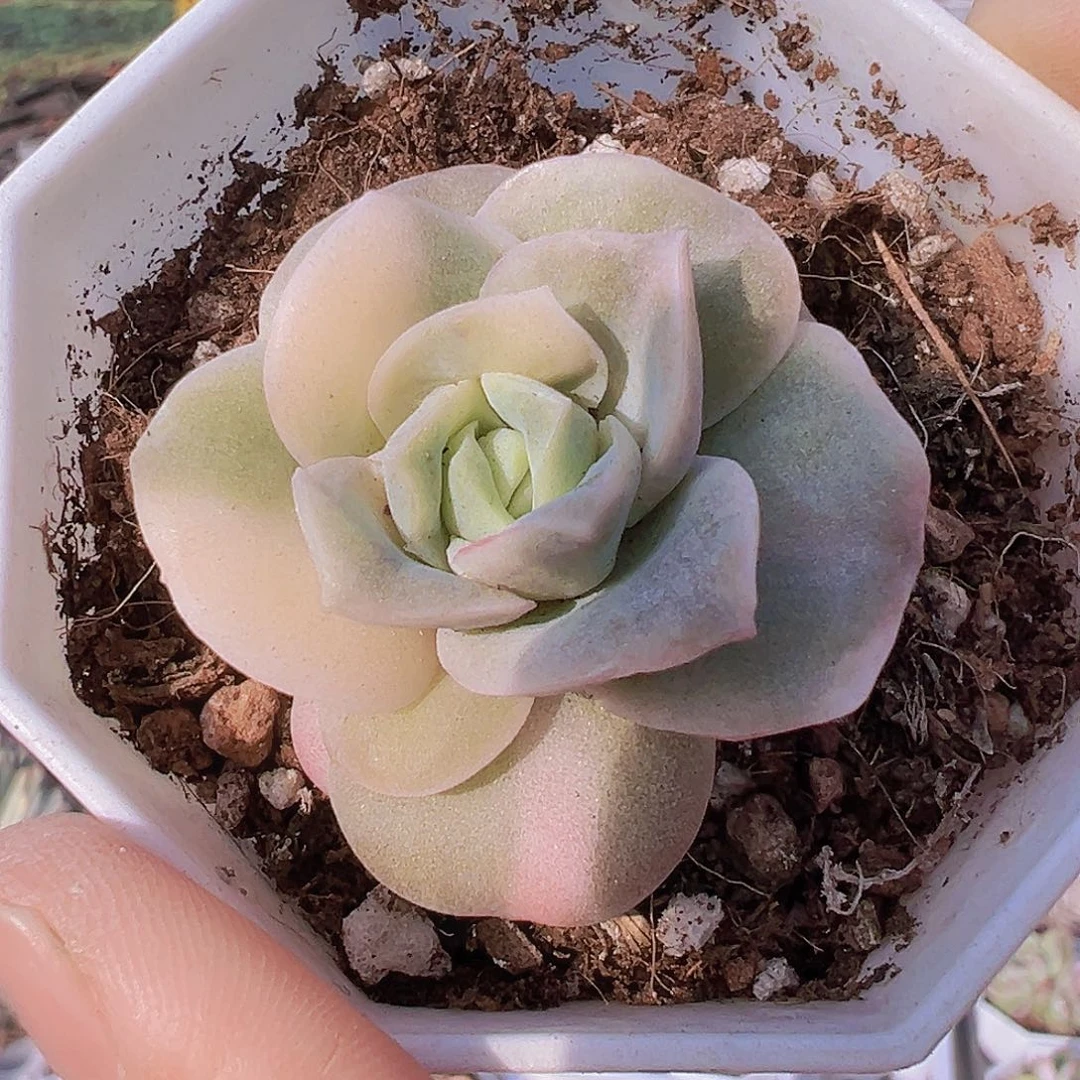 可爱玫瑰锦单头19包邮