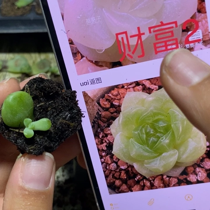 葵葵子财富c2芽苗一个多肉