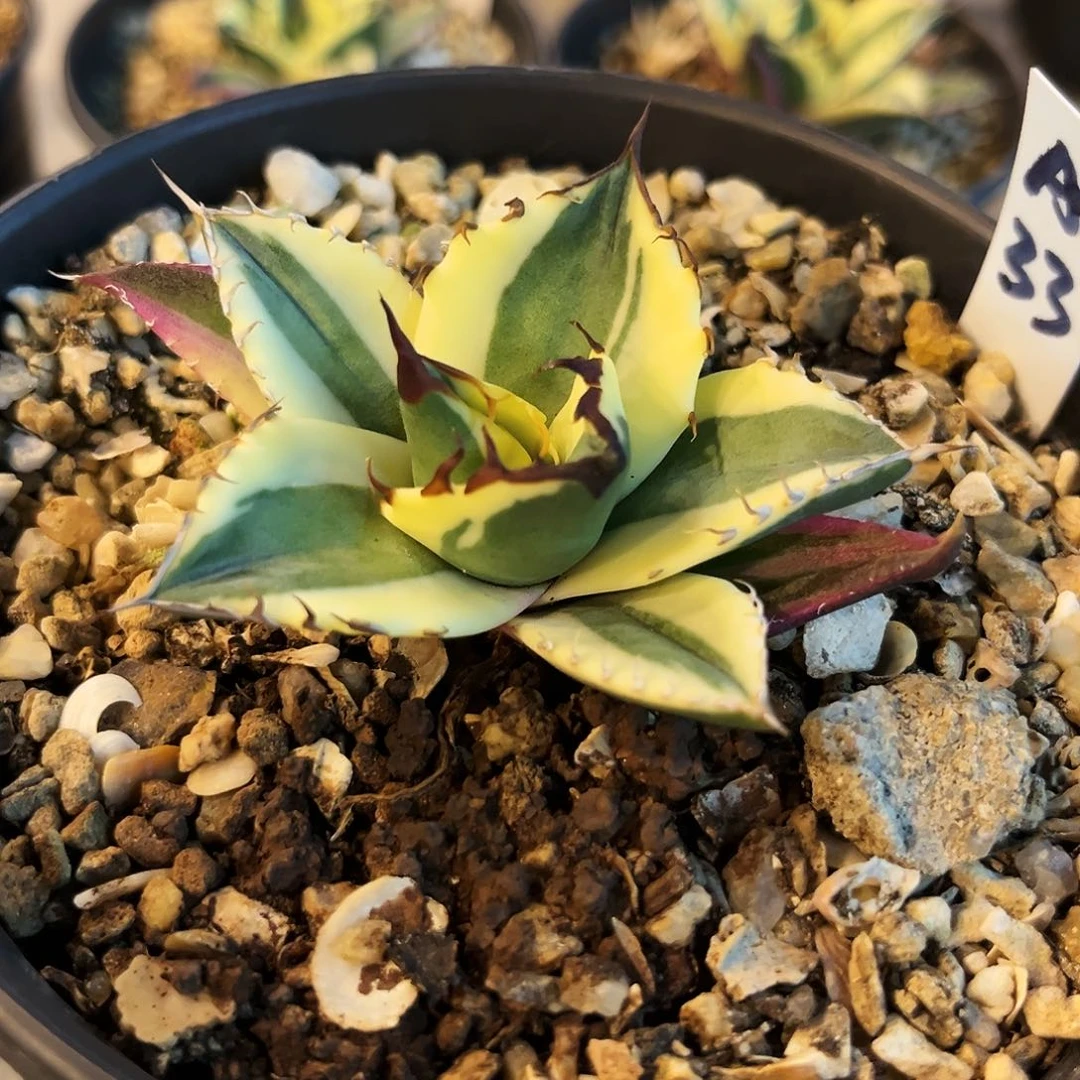 傲****)潮流植物优选龅牙，A33