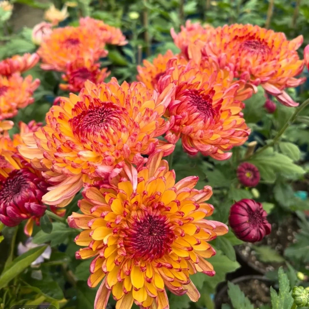 九月大菊【变色菊】3颗，小苗带土发货