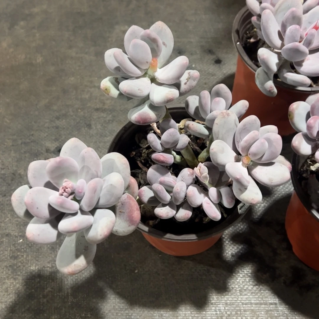 奶酪无砍整桩五头起