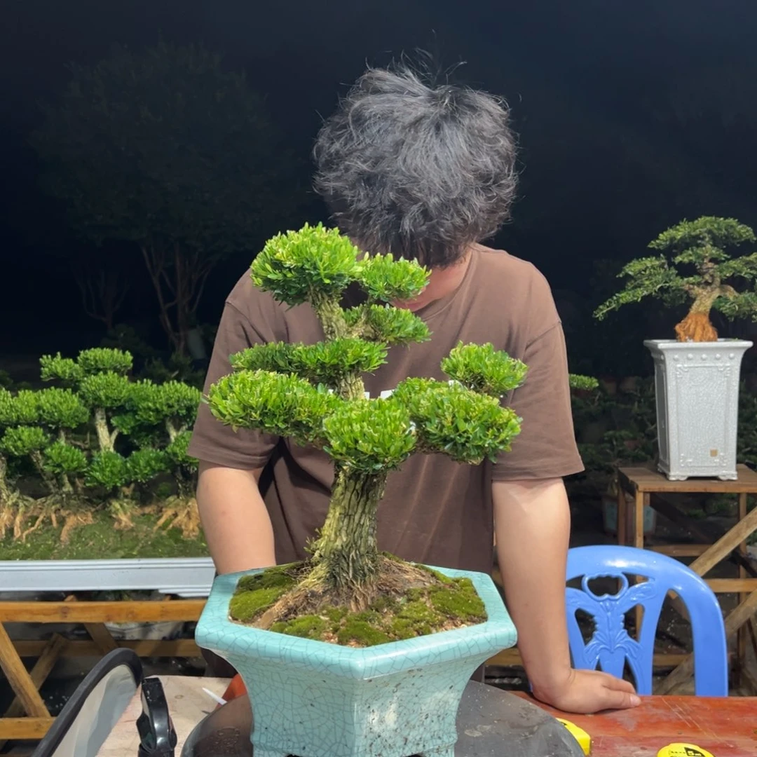 欧***布无花朵广东皱皮雀舌黄杨