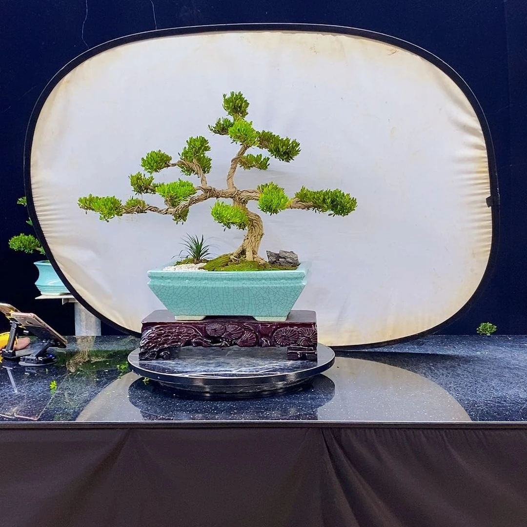 无花朵黄杨盆景造型