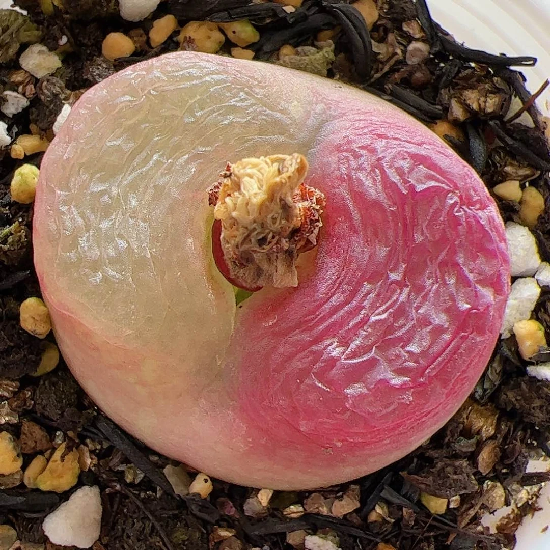 【闪购商品】一****女150 带盆