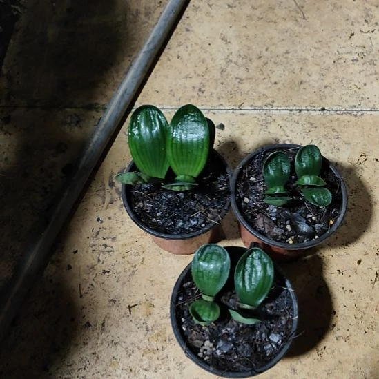 甜***油完全开放君子兰完全开放