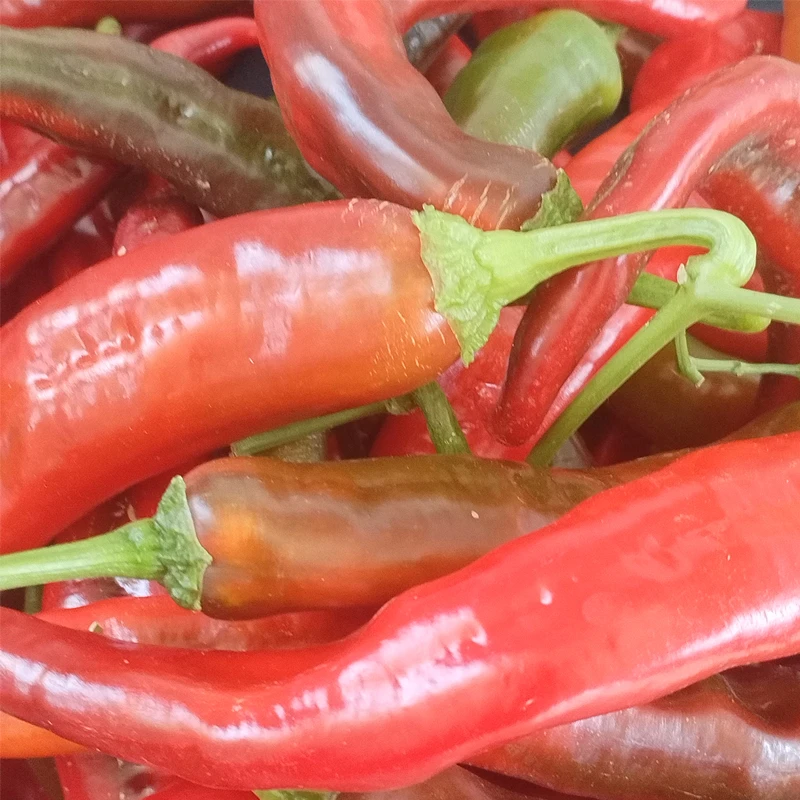 3斤湖北农家自然紫红辣椒露天种植