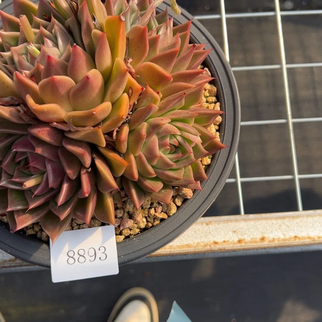 8893多肉多多多多