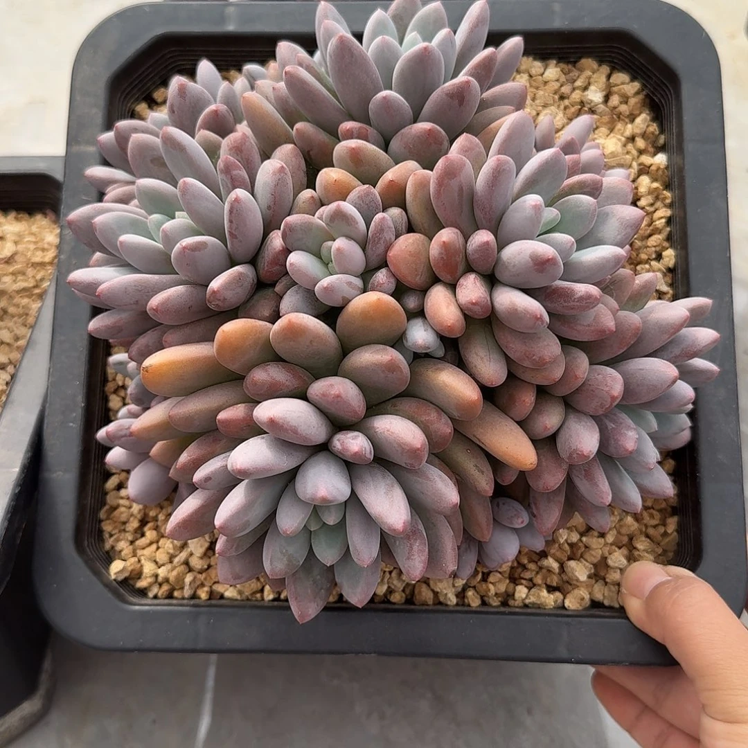 彩蛋整无砍老桩群生多肉