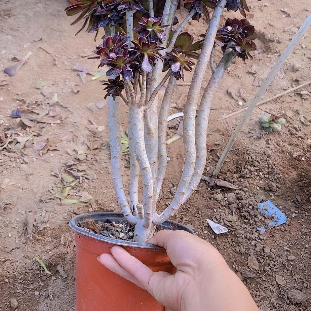 338 号一物一拍多肉植物