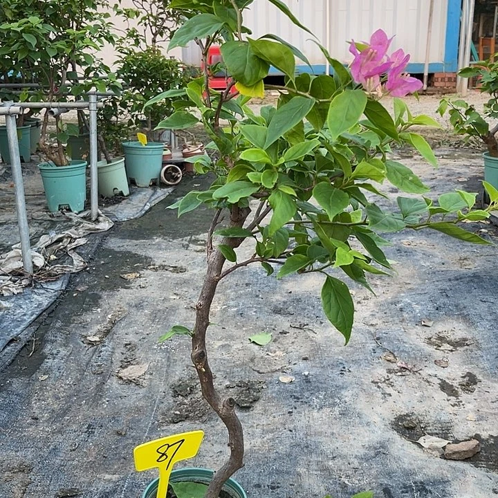 当前无花栽培后可以开花87章红樱，原生扦插