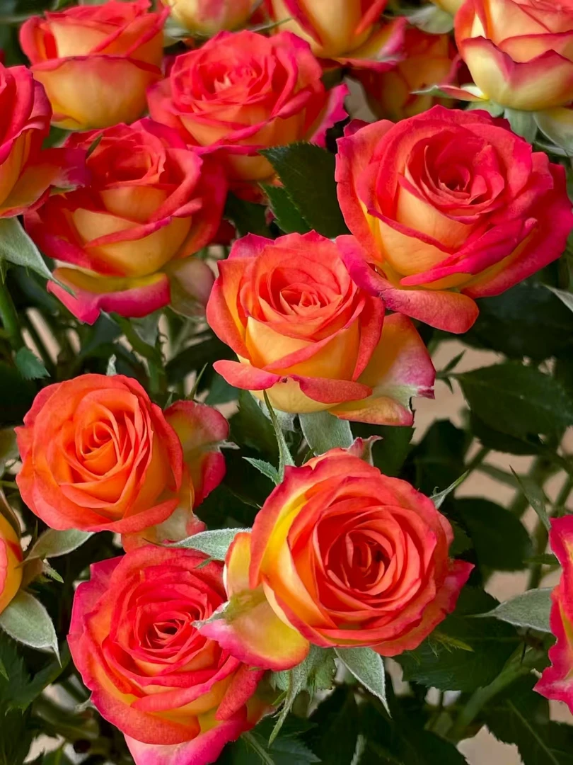 【爱丽丝】多头玫瑰 收到需醒花 云南鲜花批发基地