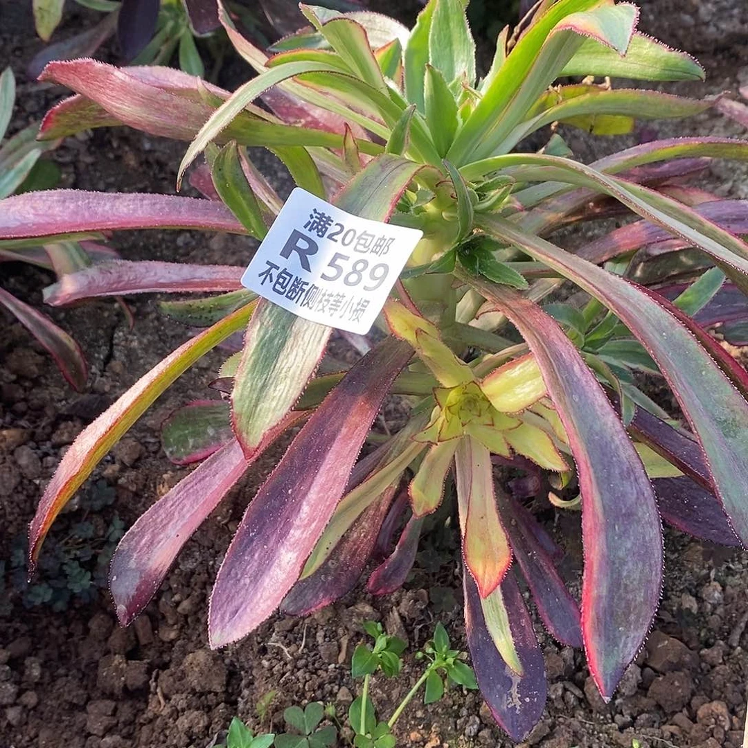 人****7589蕾丝香奶奶多肉