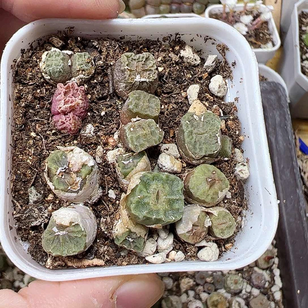 无花朵花****?带盆发…………………………