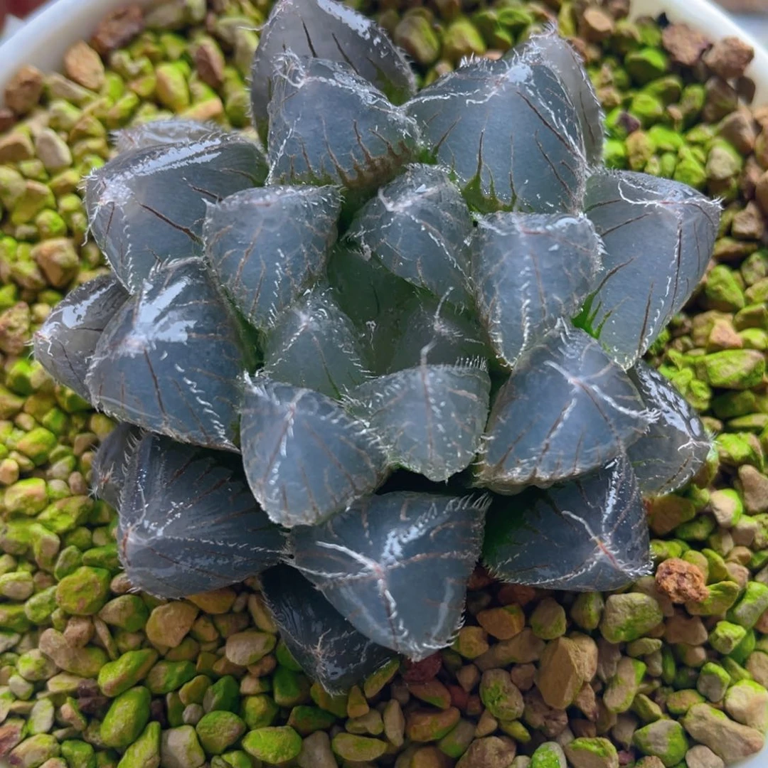 5.十二卷多肉实生毛玉露。